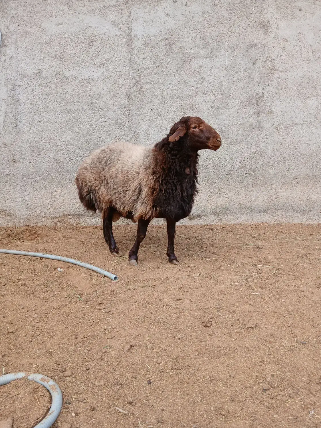 قوچ همو بره شیشک همو|حیوانات مزرعه|قوچان, |دیوار