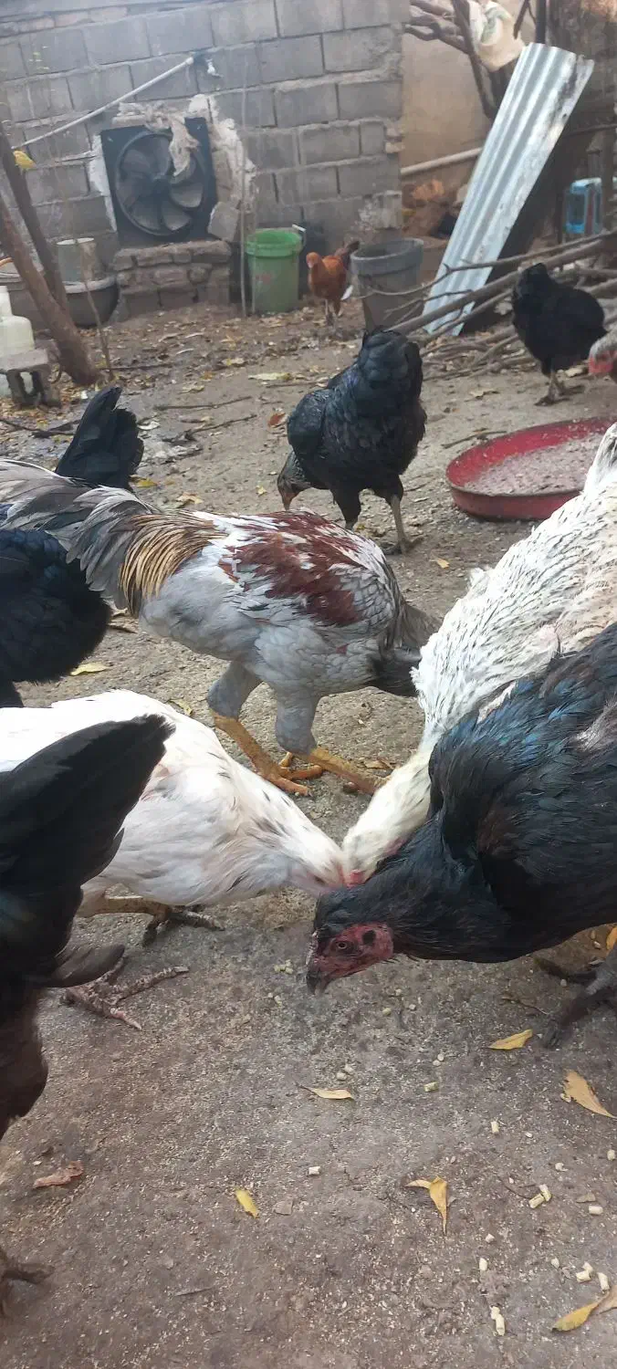 فقط فروش تخم مرغ.نطفه دار به ضمانت|حیوانات مزرعه|فاضل آباد, |دیوار