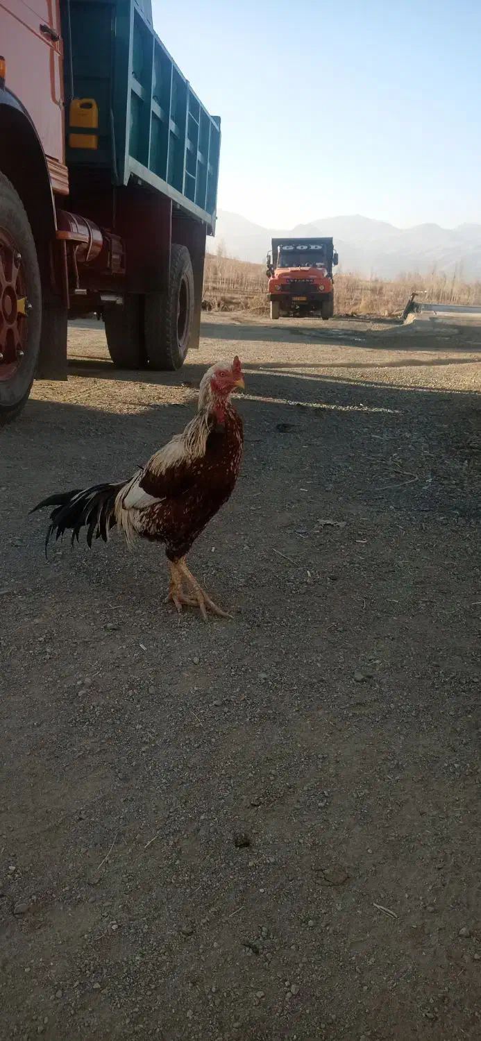 مرغ خروس لاری|حیوانات مزرعه|چالدران, |دیوار