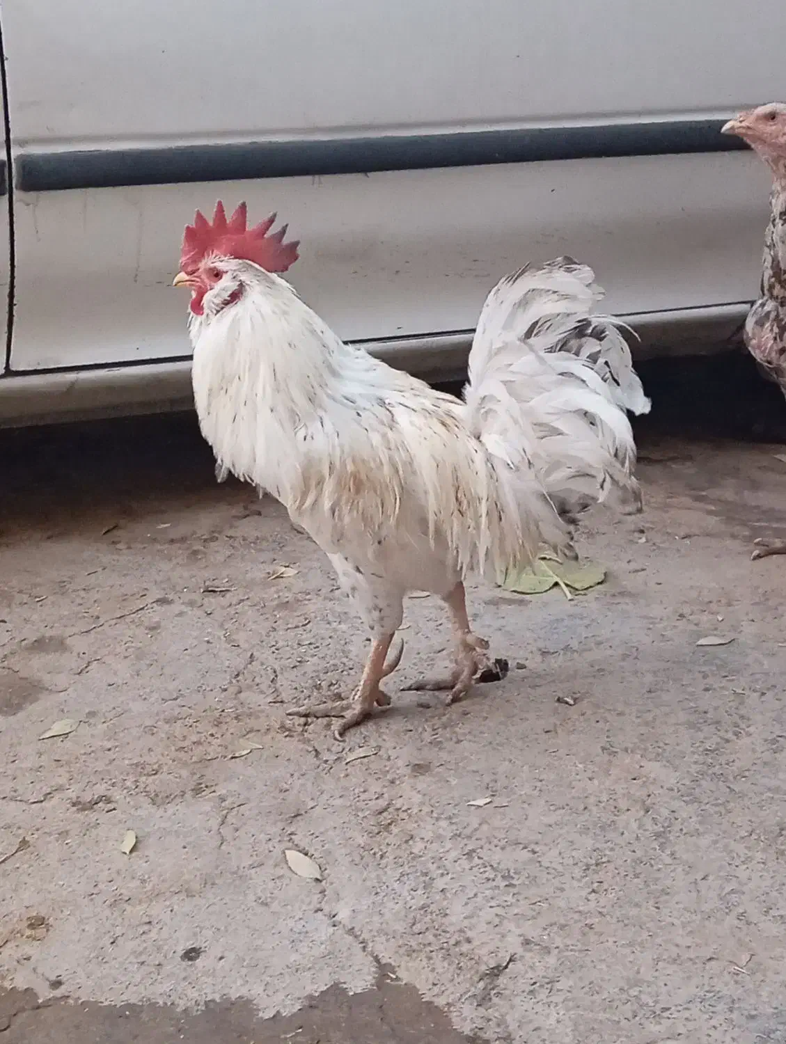 خروس|حیوانات مزرعه|اسلامآباد غرب, |دیوار