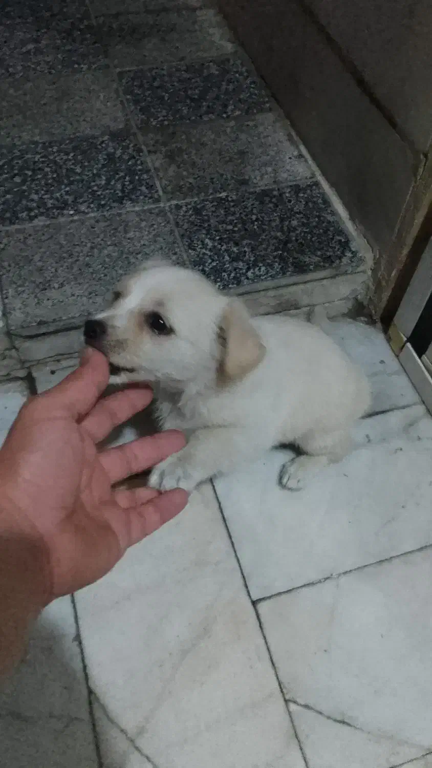 واگذاری سگ آشپیتز نر|سگ|ری, اقدسیه|دیوار