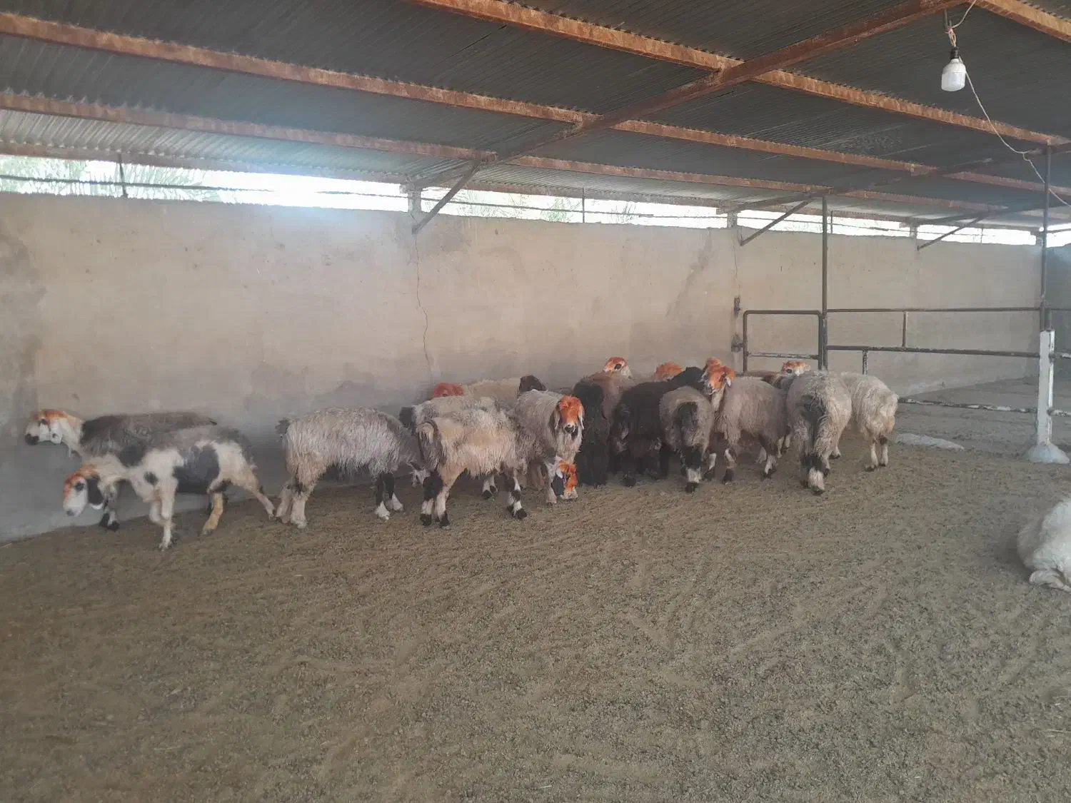 نیازمند کارگر دامداری|استخدام سرایداری و نظافت|دهدشت, |دیوار