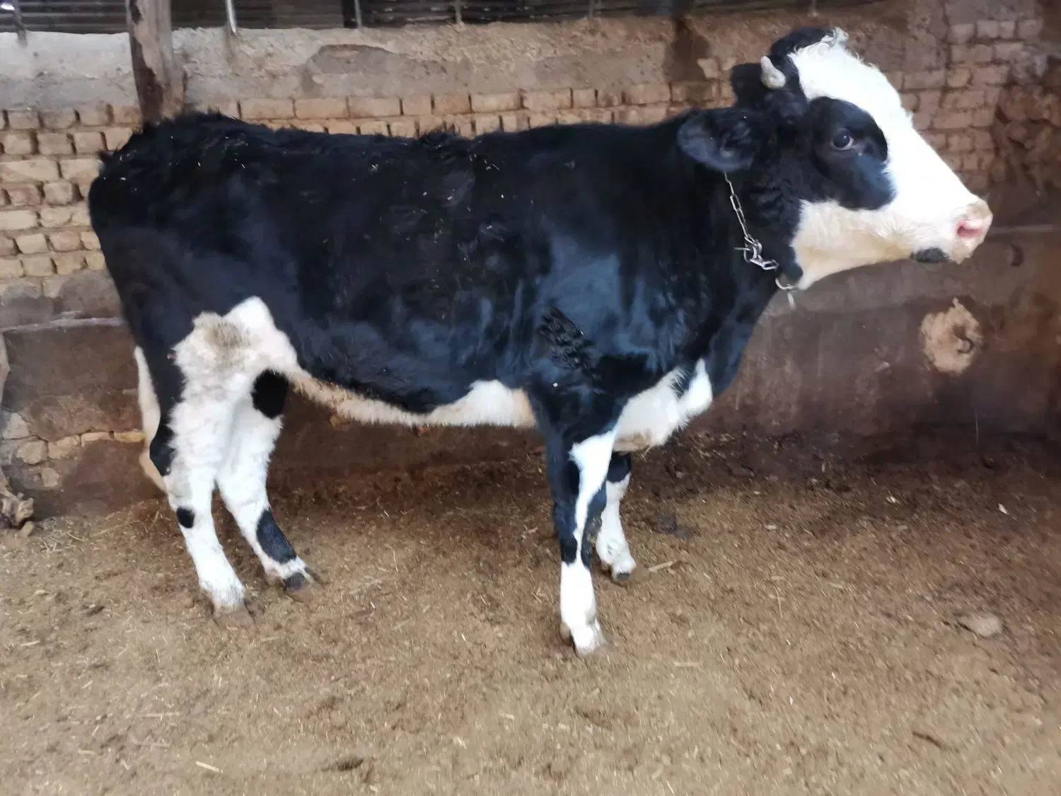 گوساله ماده دورگ کشتاری|حیوانات مزرعه|نوبران, |دیوار