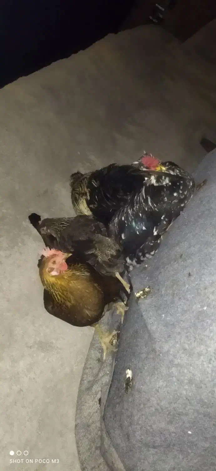 مرغ|حیوانات مزرعه|ساوه, |دیوار