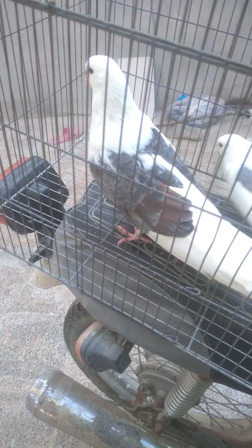 فروش یک جفت کبوتر دوکت|پرنده|پارسیان, |دیوار