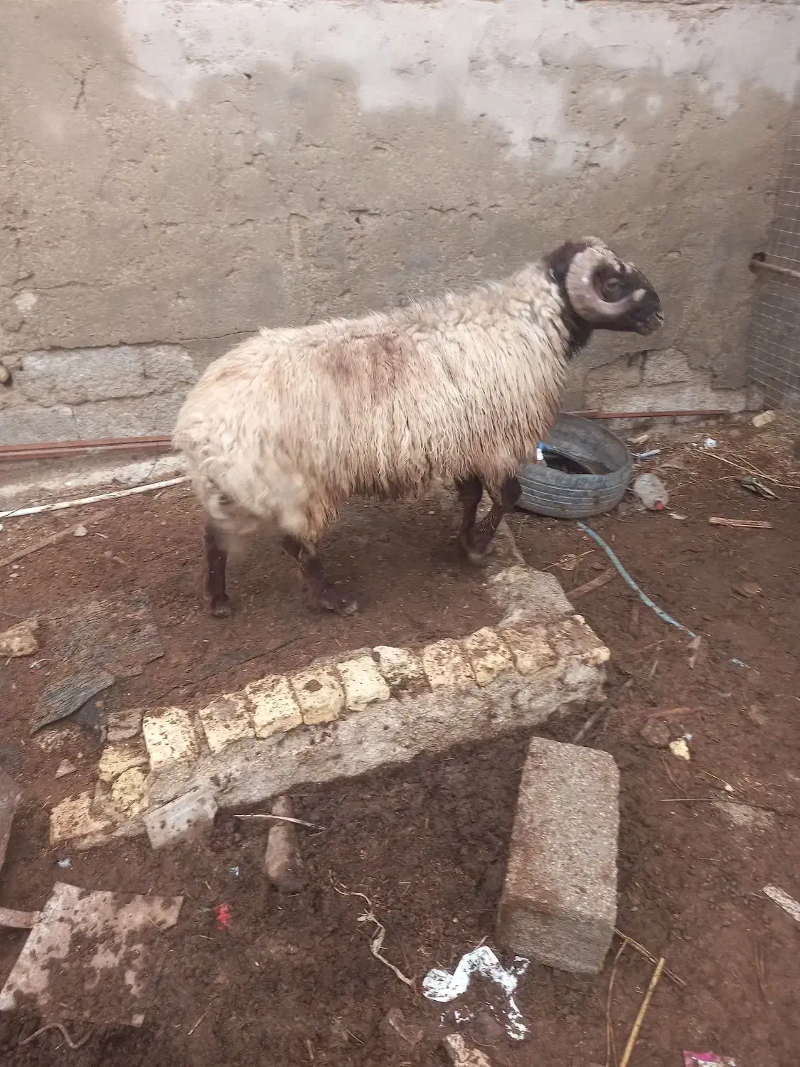 گوسفند|حیوانات مزرعه|آبادان, |دیوار