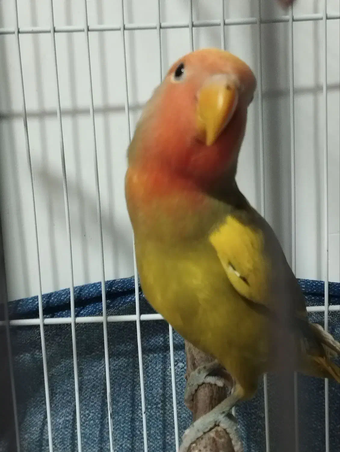 کوتوله برزیلی|پرنده|شاهرود, |دیوار