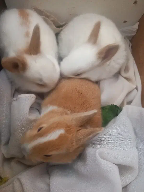 بچه خر گوش|موش و خرگوش|فسا, |دیوار