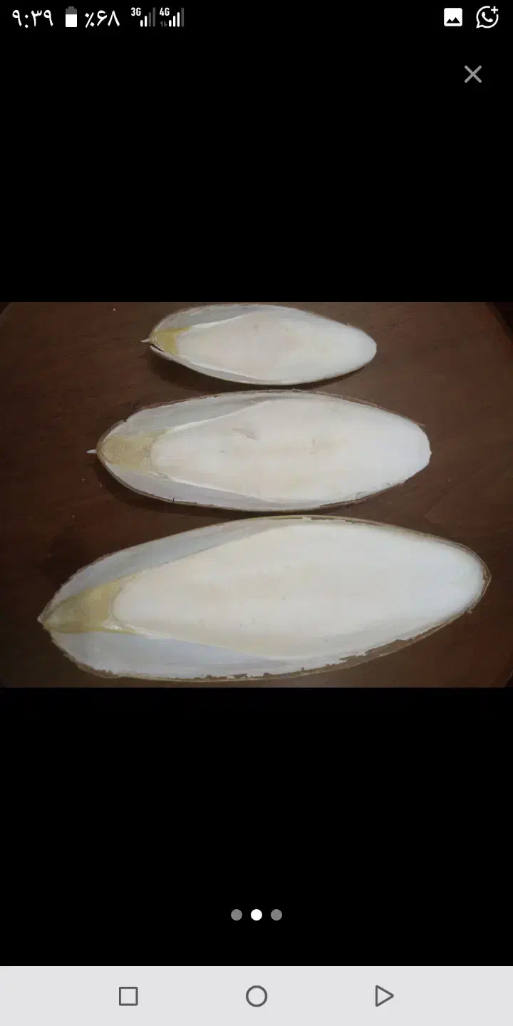 کف دریا|لوازم جانبی حیوانات|تهران, مولوی|دیوار