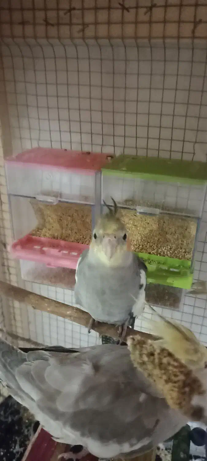 عروس هلندی|پرنده|اسلام‌شهر, مسکن مهر اسلاشهر (شهرک امام خمینی)|دیوار