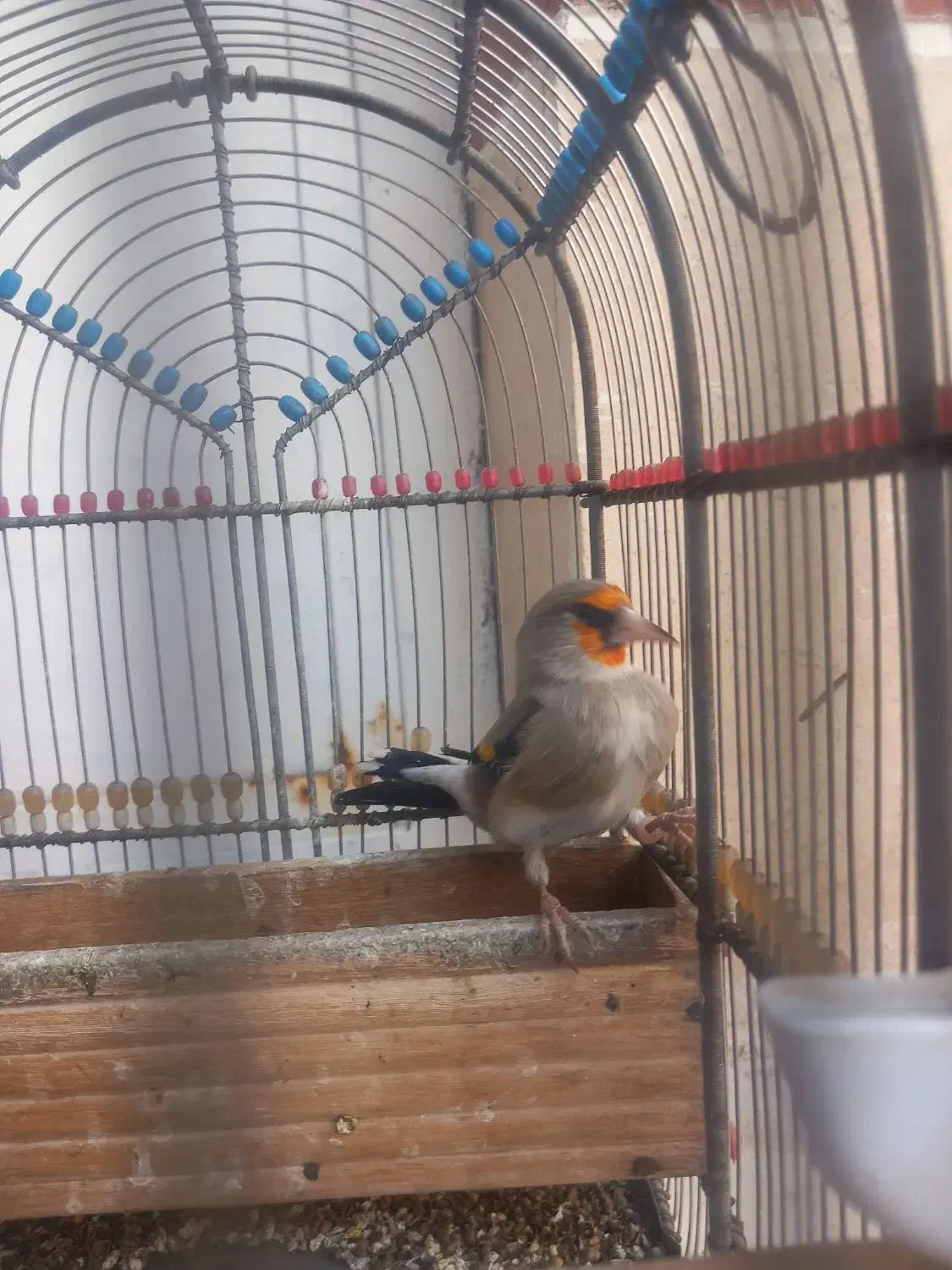 سهره نر جوجه قفس بخون|پرنده|سیرجان, |دیوار