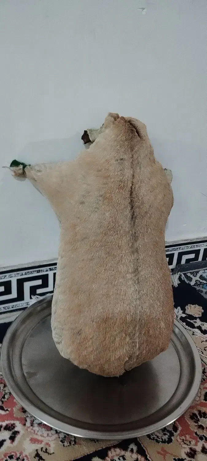 هیزه جای روغن نو|ظروف نگهدارنده، پلاستیکی، یکبارمصرف|بروجرد, |دیوار