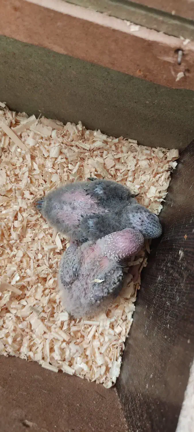 جوجه گیرنچک ۱ماه|پرنده|شاهین‌شهر, شهرک گلدیس|دیوار