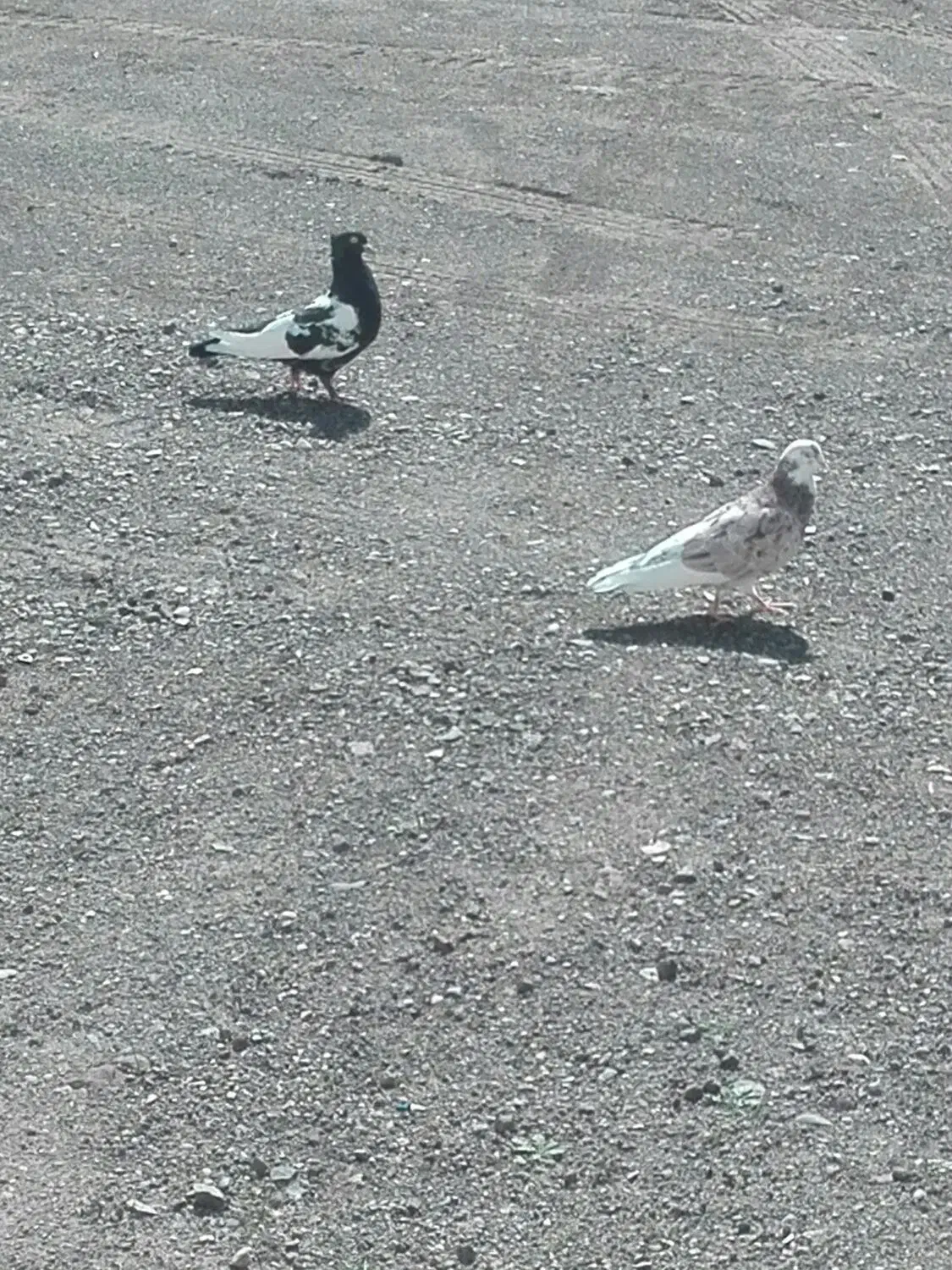 کبوتر|پرنده|رودبار, |دیوار