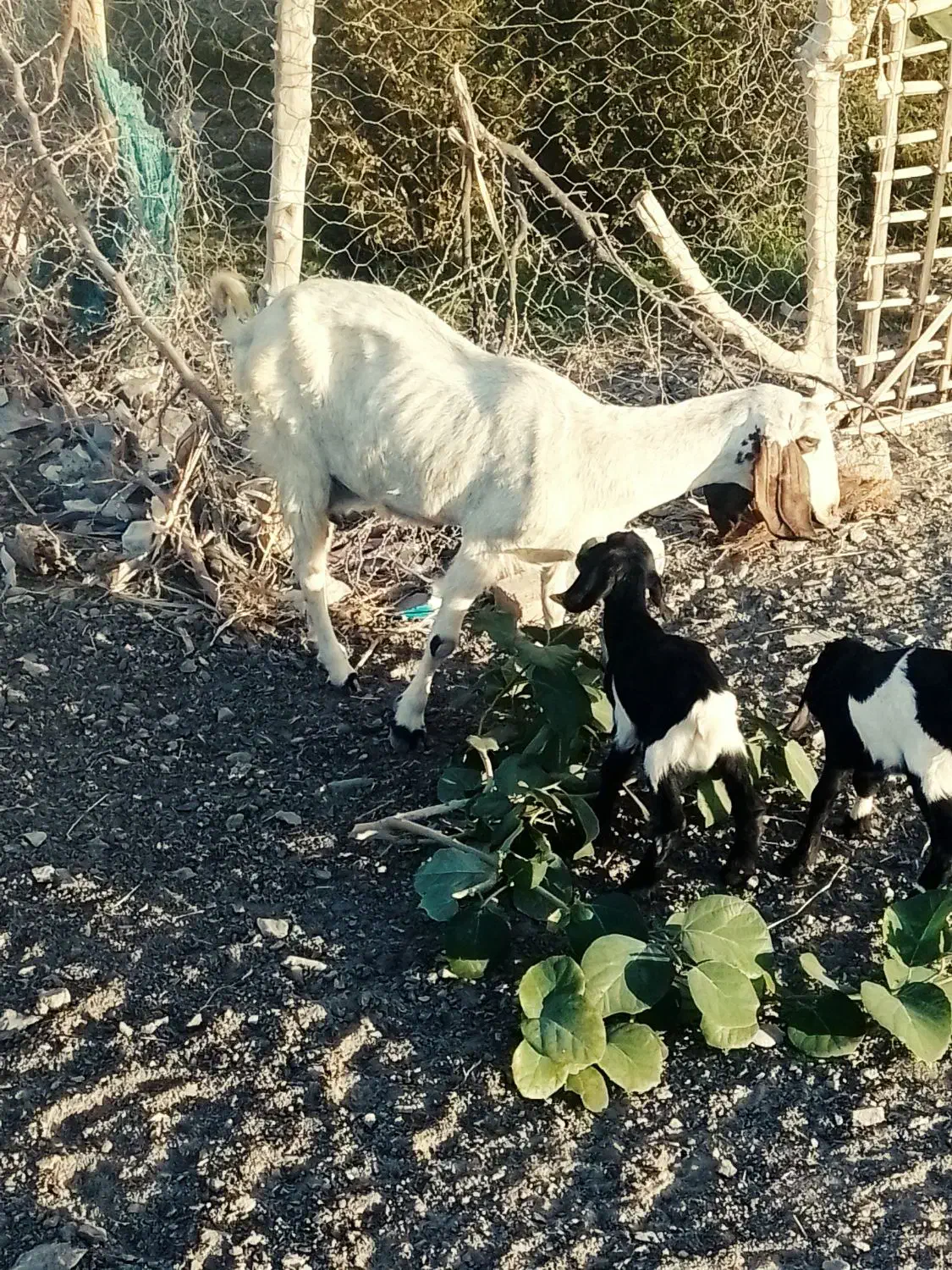 بز فروشی|حیوانات مزرعه|ایرانشهر, |دیوار