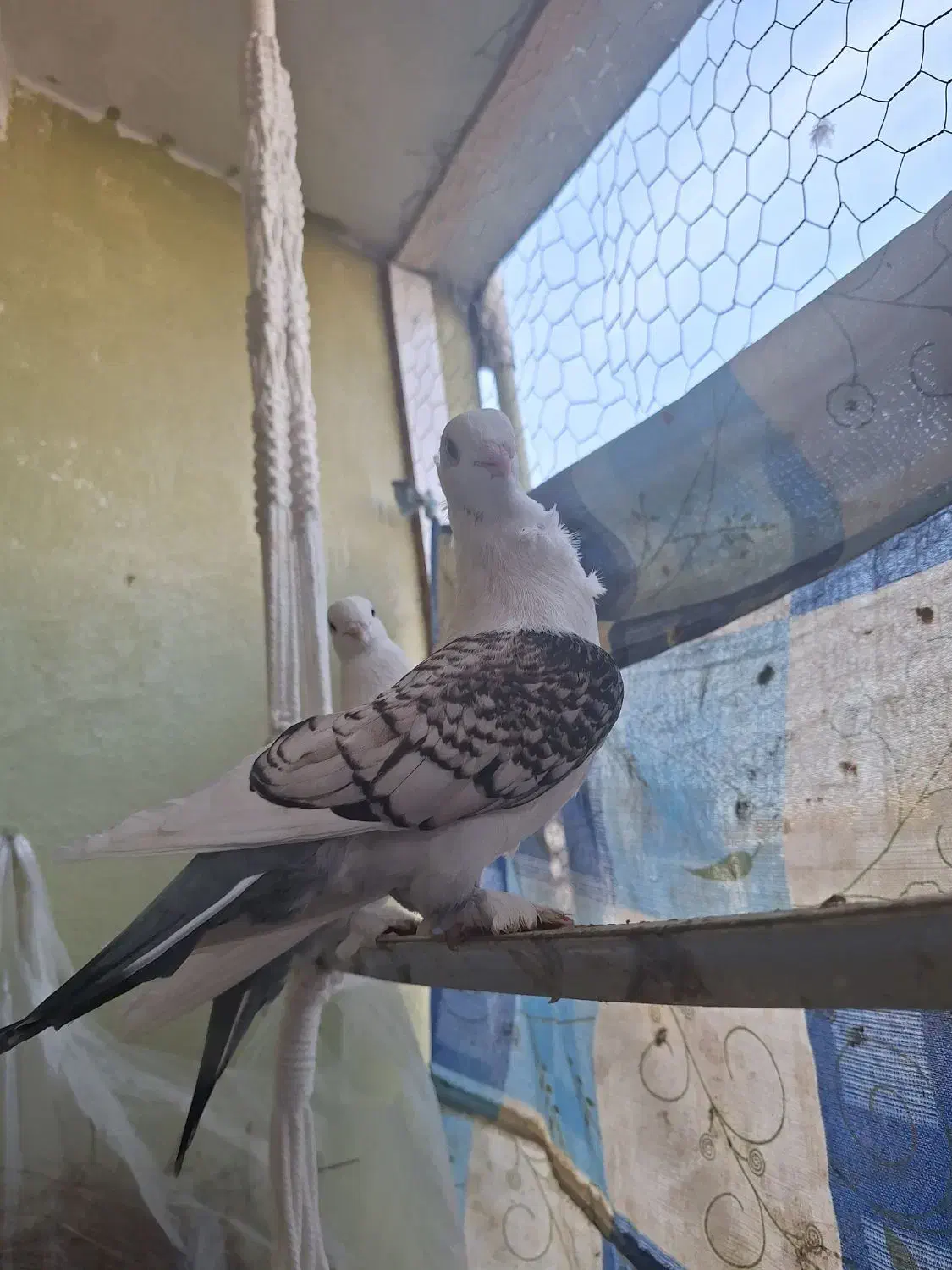 کبوتر بلژیکی|پرنده|ساری, |دیوار