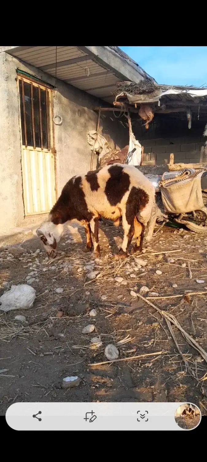 گوسفندقوچ پلنگی اصل|حیوانات مزرعه|سرخنکلاته, |دیوار