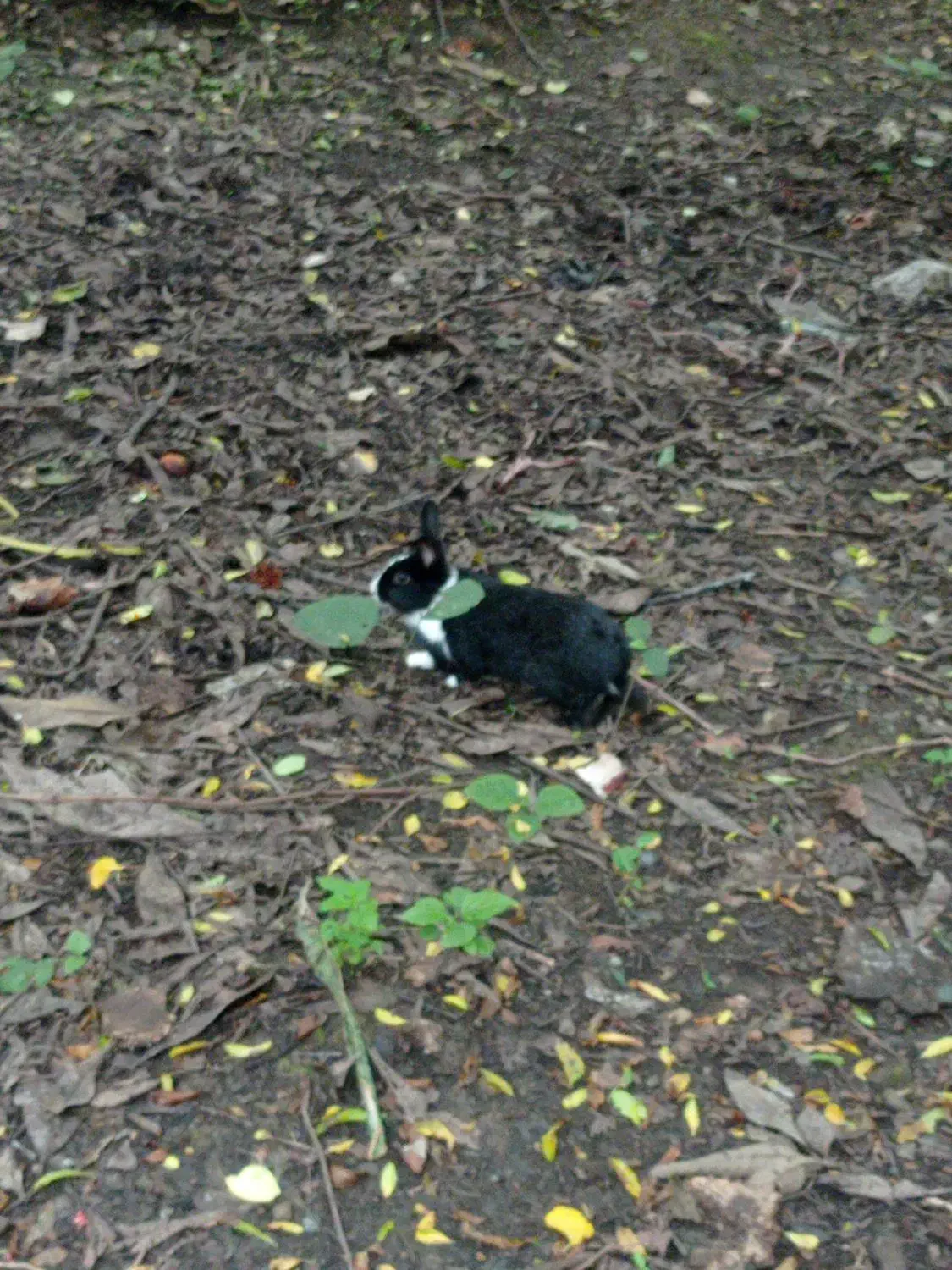 خرگوش|موش و خرگوش|سیاهکل, |دیوار