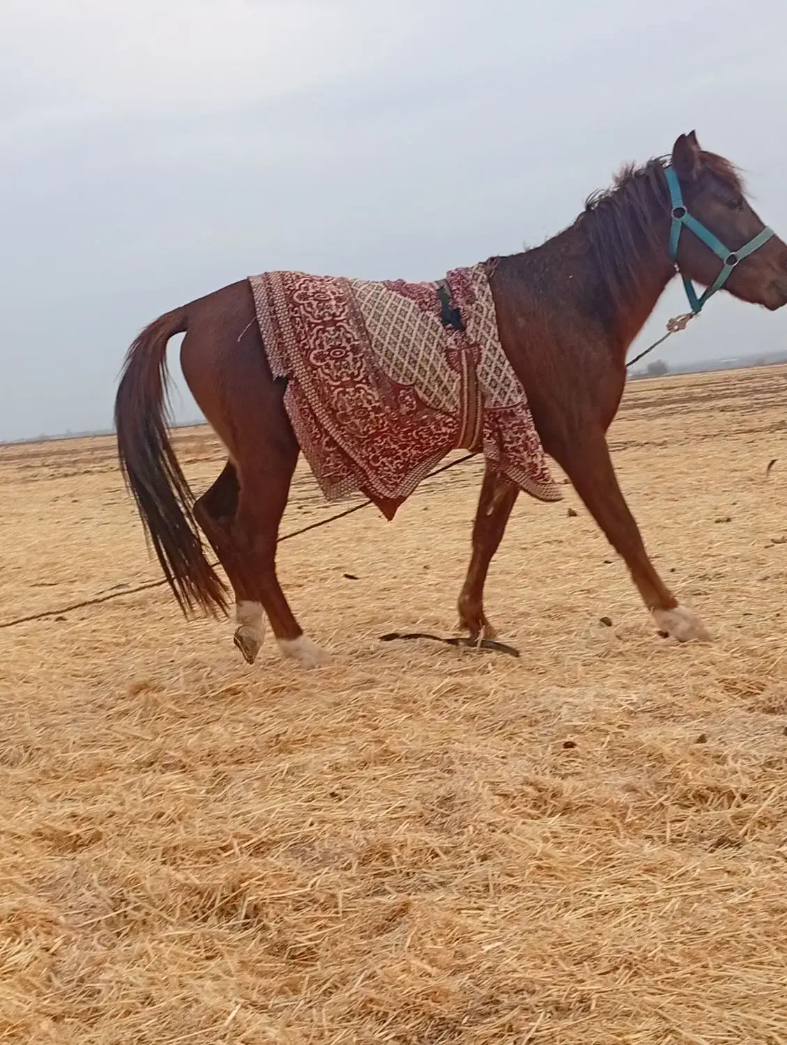 فروشی|اسب و تجهیزات اسب‌سواری|تایباد, |دیوار