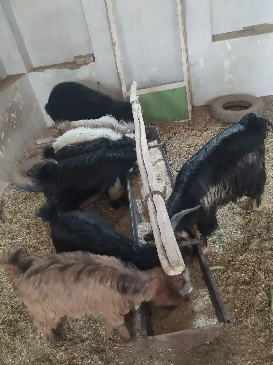 بزغاله بز بره کره دوبور گوسفند|حیوانات مزرعه|فلاورجان, |دیوار