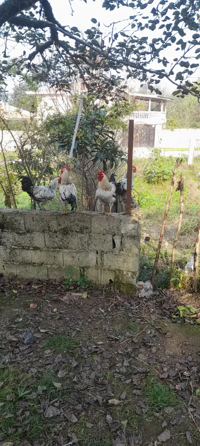 خروس|حیوانات مزرعه|ماکلوان, |دیوار