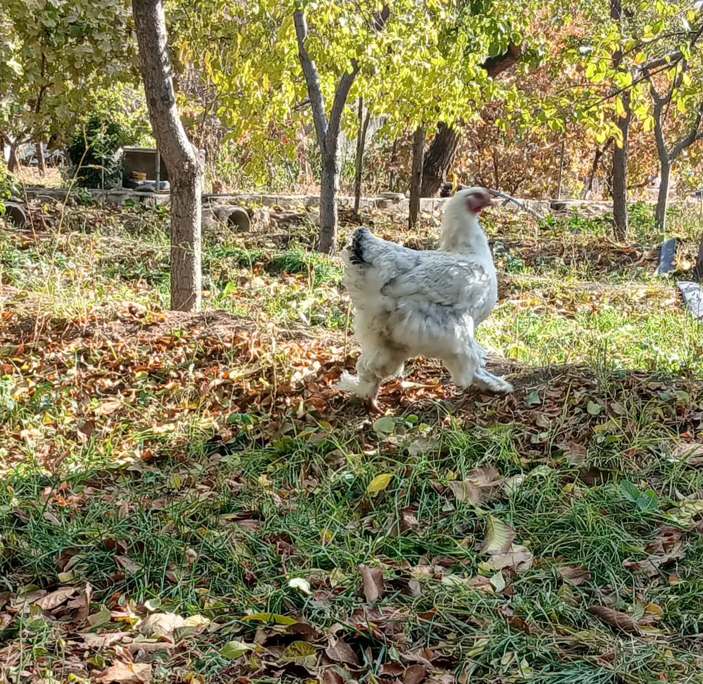 ۵ عدد مرغ برهما لایت و گولد|حیوانات مزرعه|آذرشهر, |دیوار