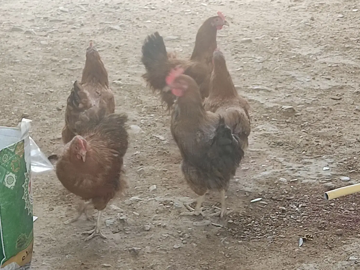 مرغ بومی جوان|حیوانات مزرعه|محلات, |دیوار