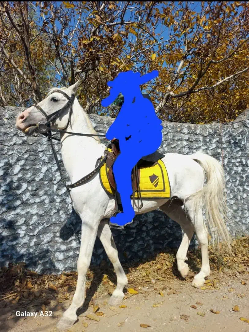 فروش اسب نر|اسب و تجهیزات اسبسواری|تبریز, |دیوار