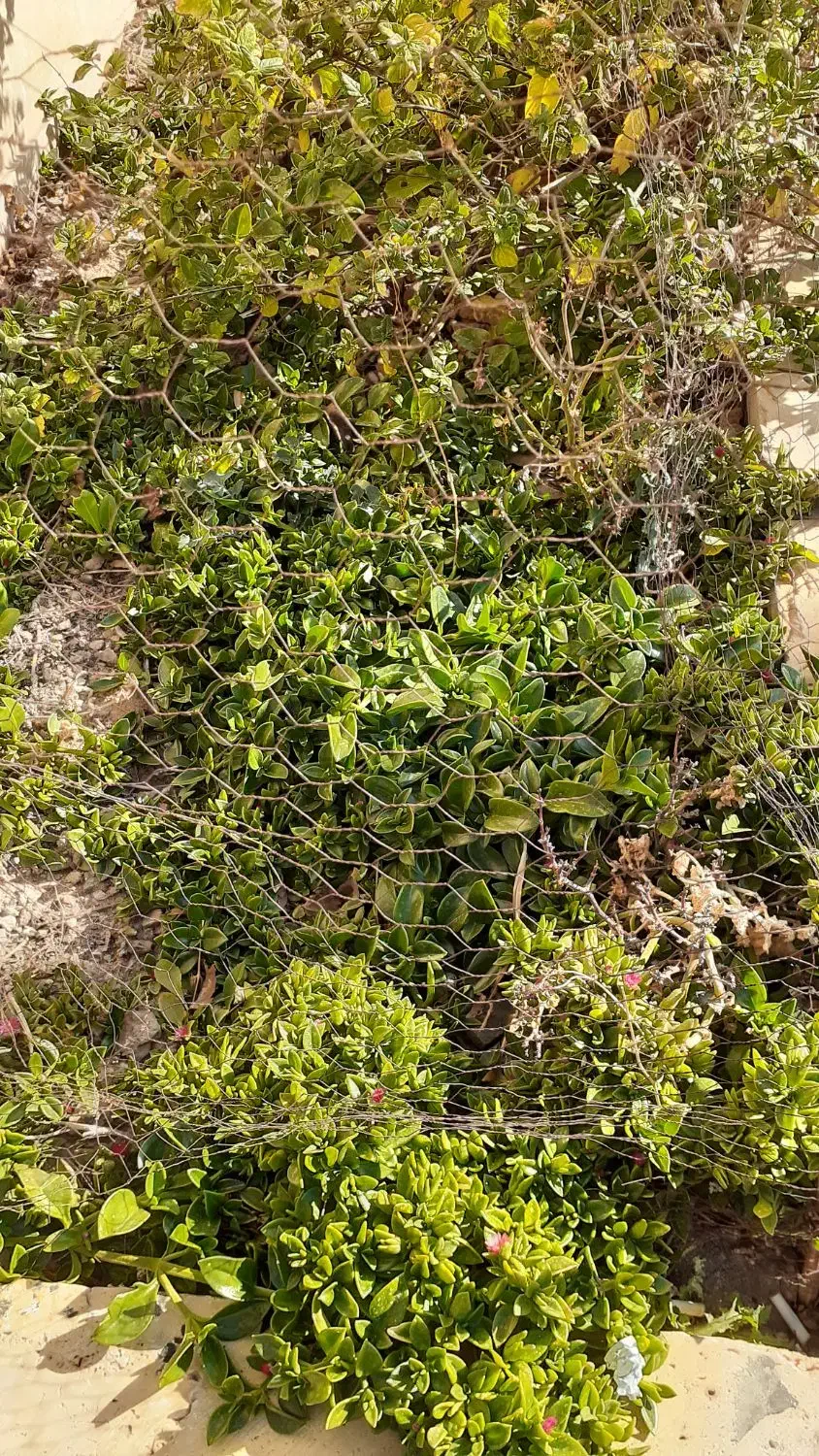 قلمه ناز یخی|گل و گیاه طبیعی|محلات, |دیوار