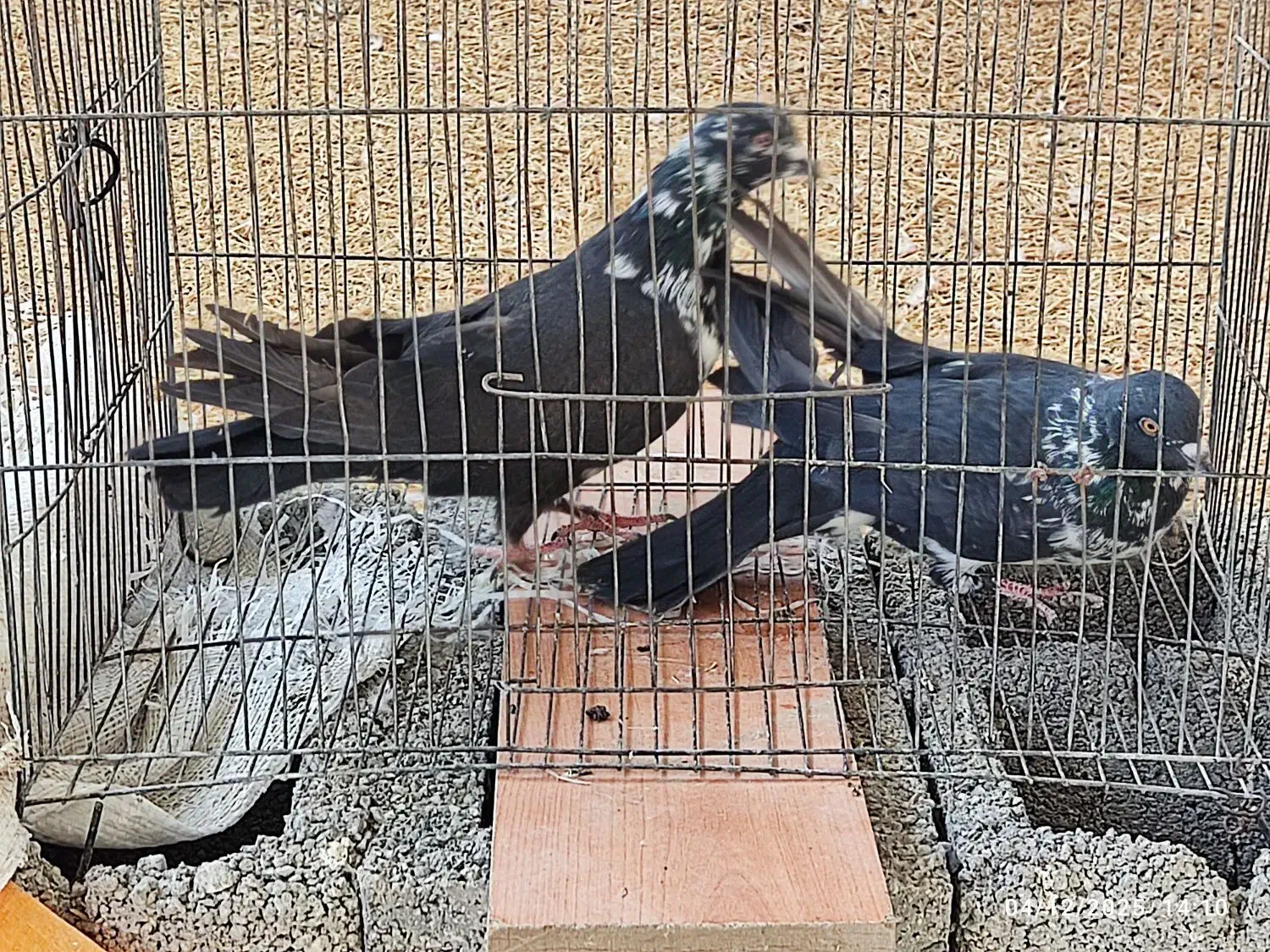 کبوتر|پرنده|ایلام, |دیوار