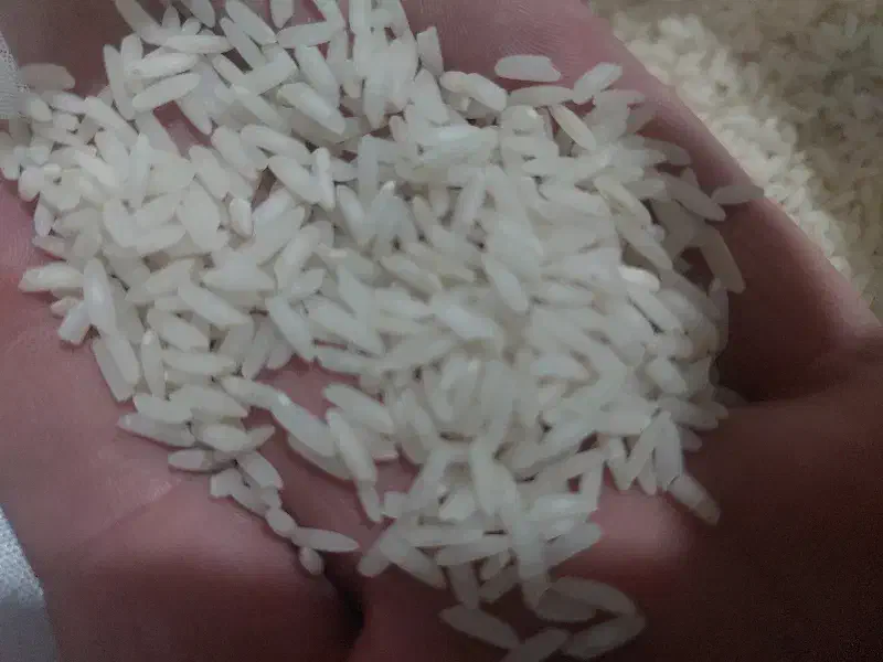 فروش عمده برنج شمال قیمت رقابتی|خوردنی و آشامیدنی|قم, شاه ابراهیم|دیوار