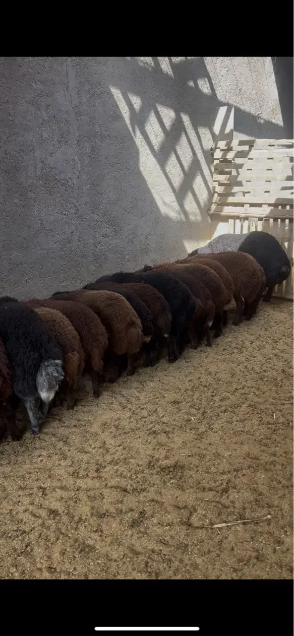 بره همو و هترو|حیوانات مزرعه|یزد, |دیوار