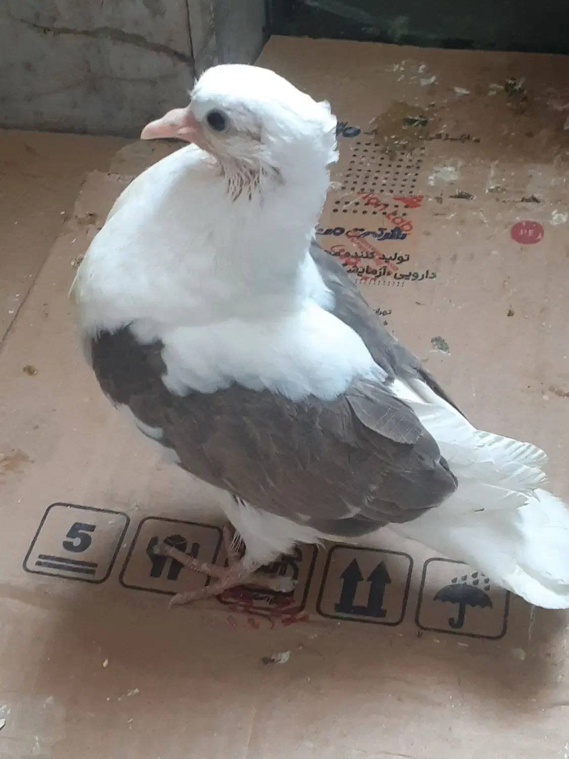 یک جوجه لکلوش تازه دان خور شده|پرنده|قم, نوبهار|دیوار