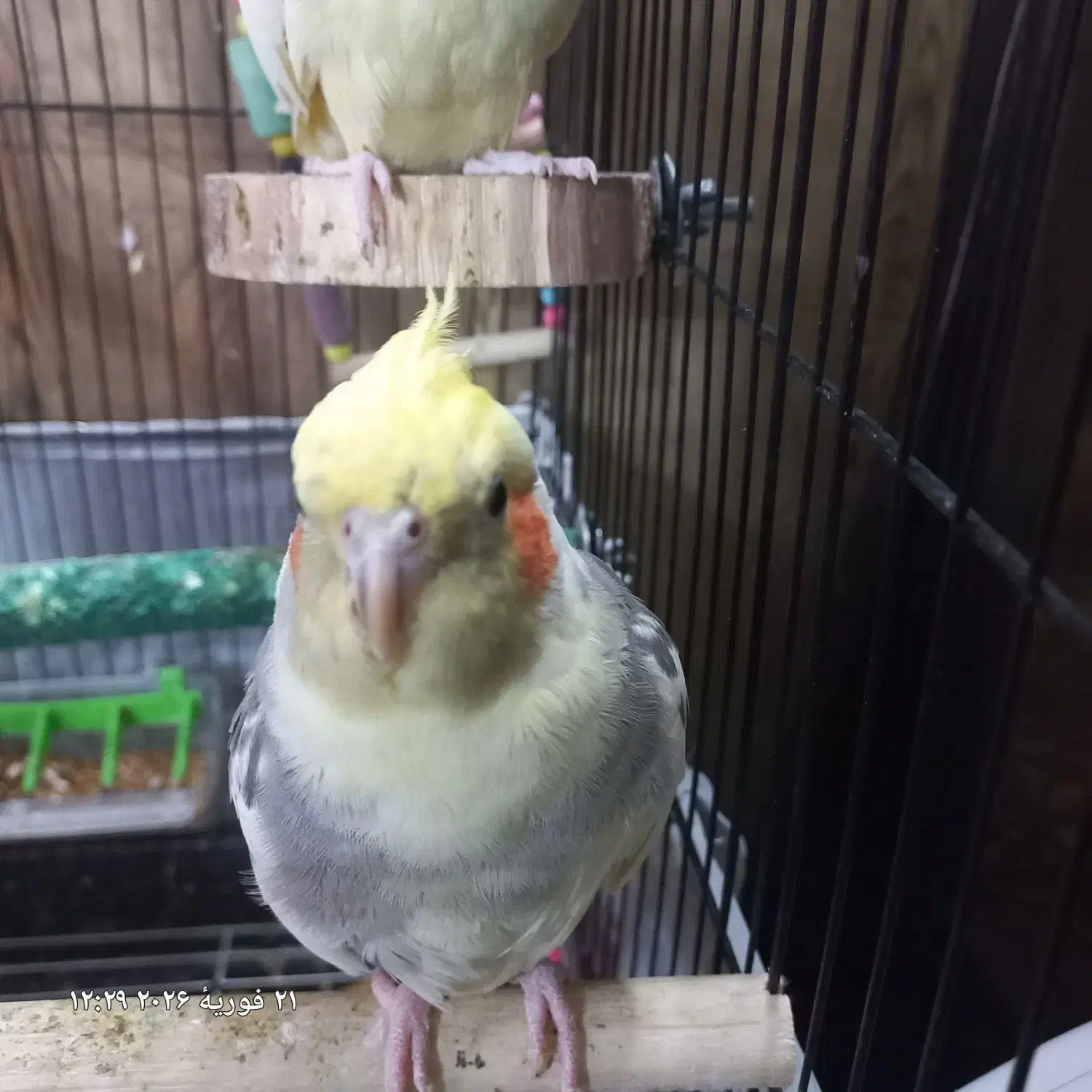 عروس هلندی|پرنده|شهر ری, دولت‌آباد|دیوار