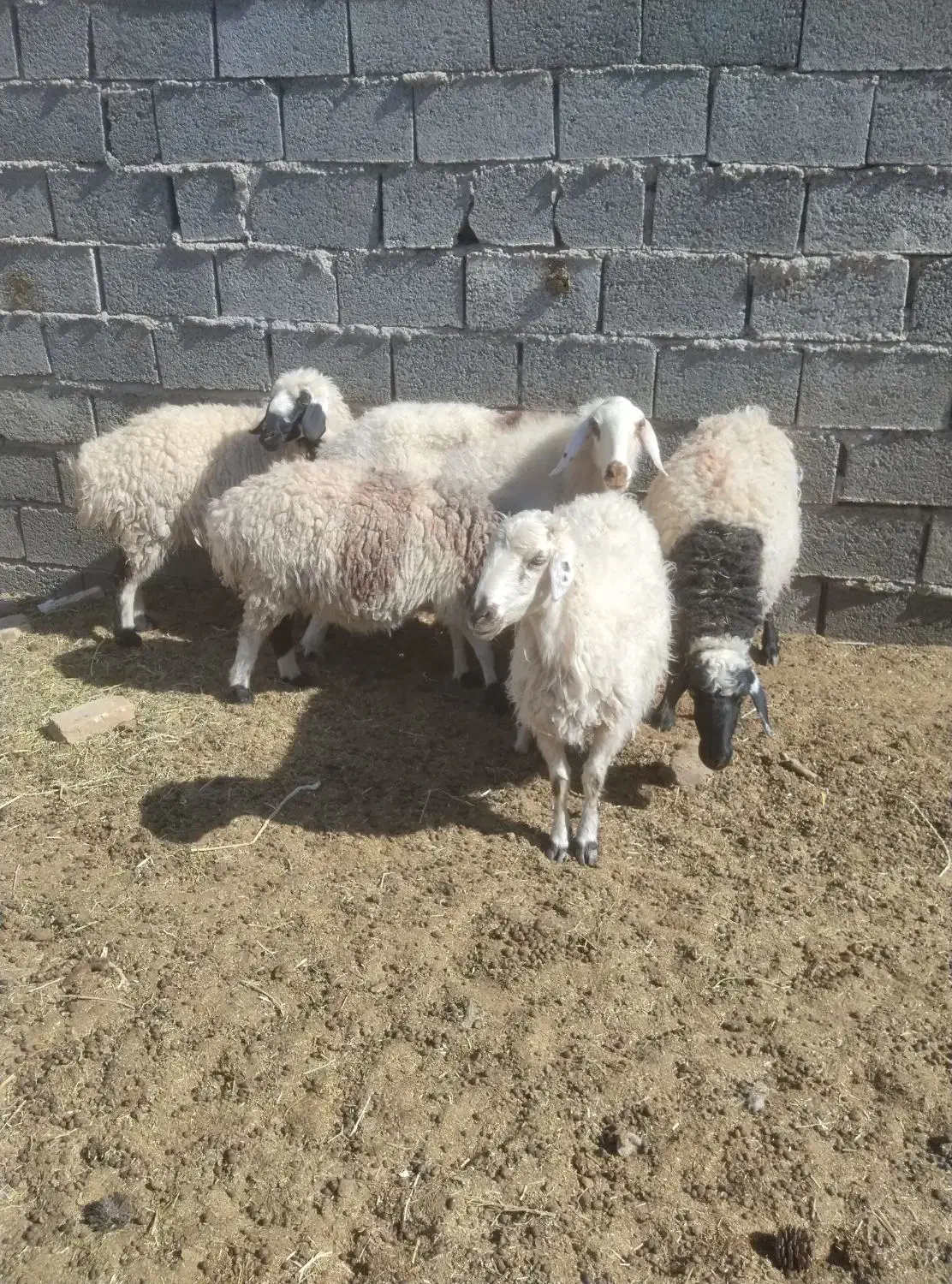 میش ابستن|حیوانات مزرعه|بیرجند, |دیوار