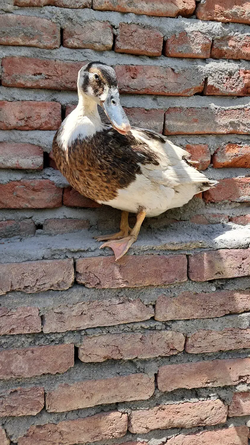 اردک|حیوانات مزرعه|اسکو, |دیوار