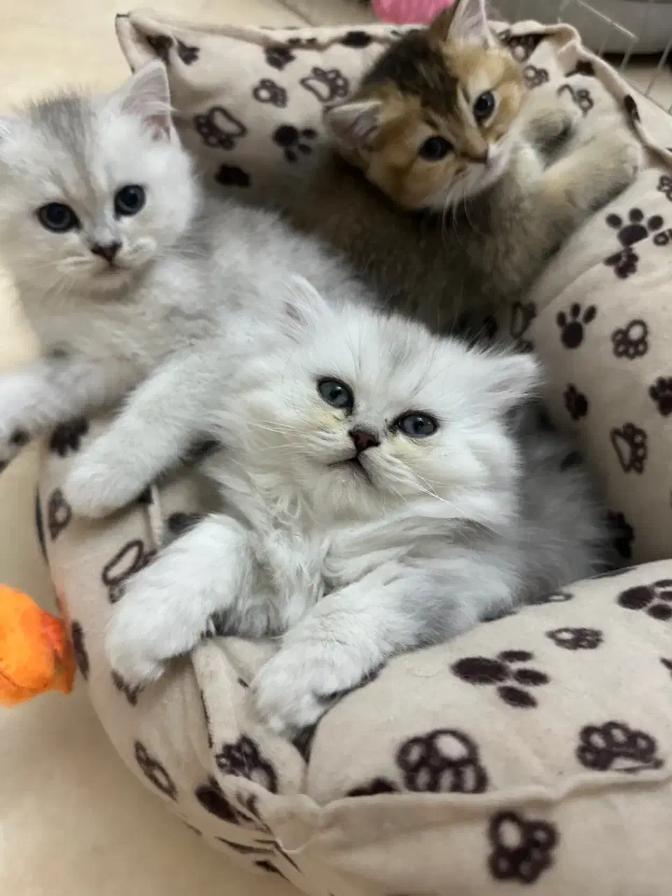 واگذاری گربه|گربه|همدان, |دیوار