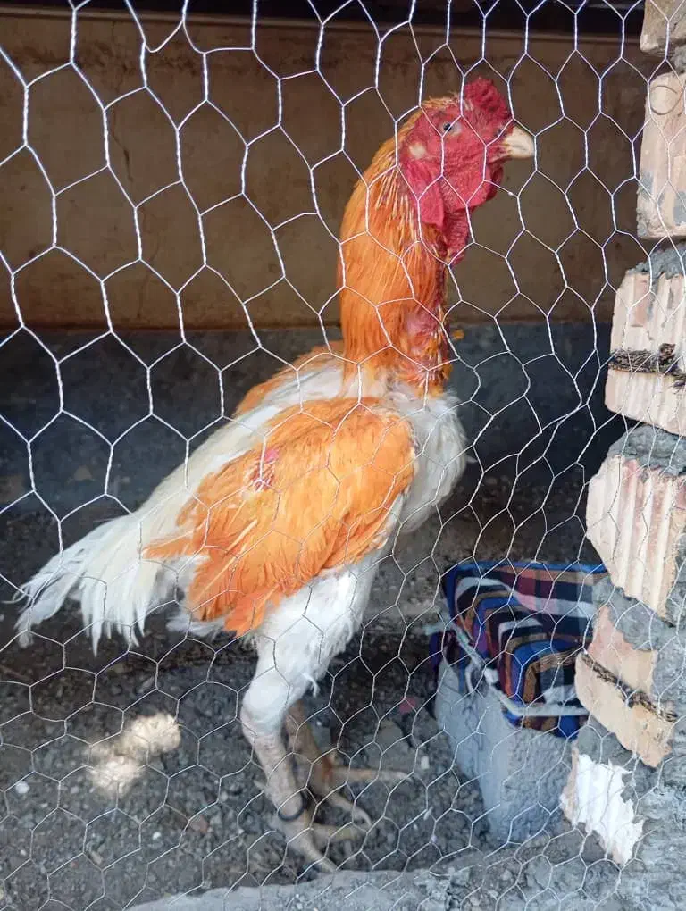 خروس لاری افغان|حیوانات مزرعه|ایرانشهر, |دیوار