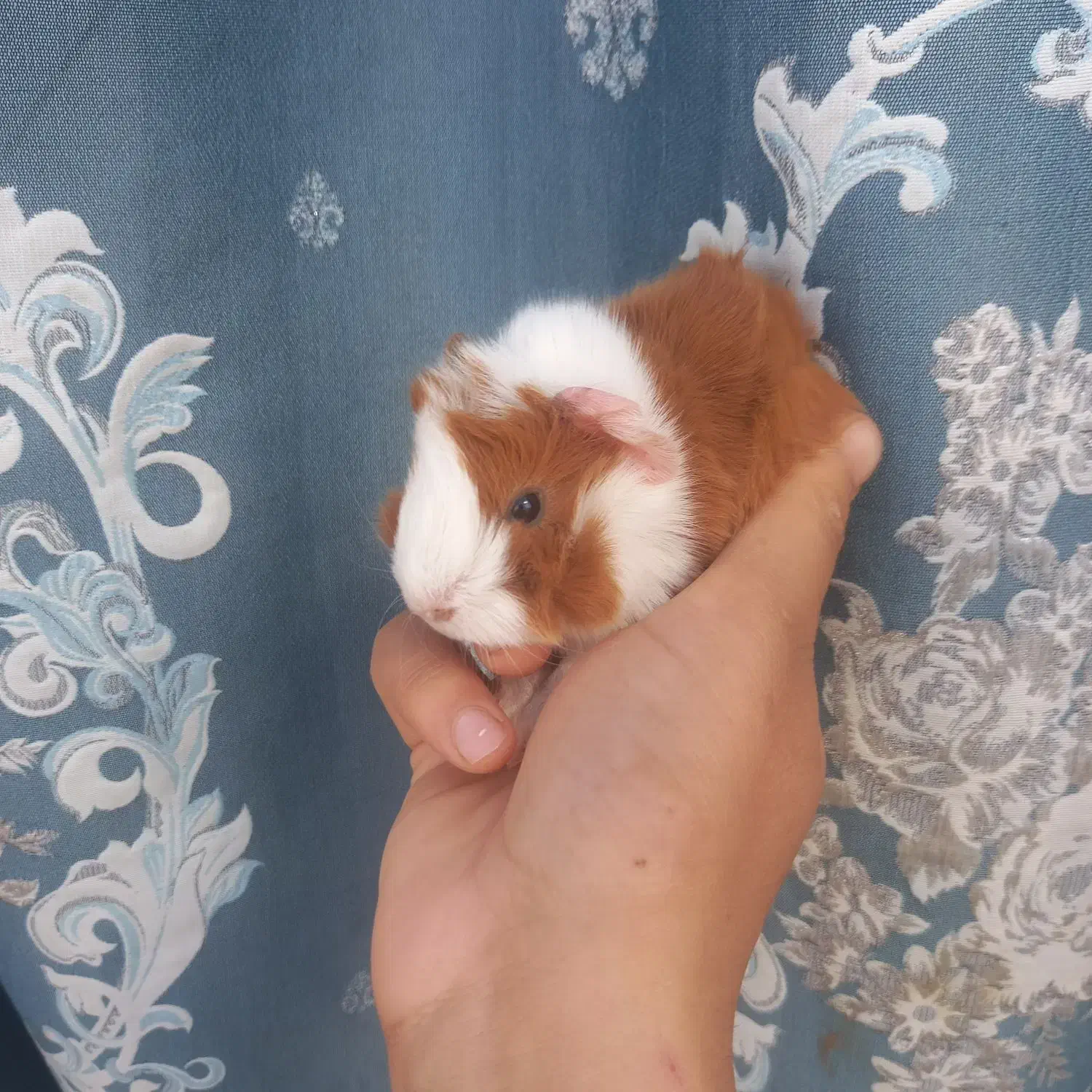 خوکچه هندی|موش و خرگوش|مشهد, شهرک شهید باهنر|دیوار