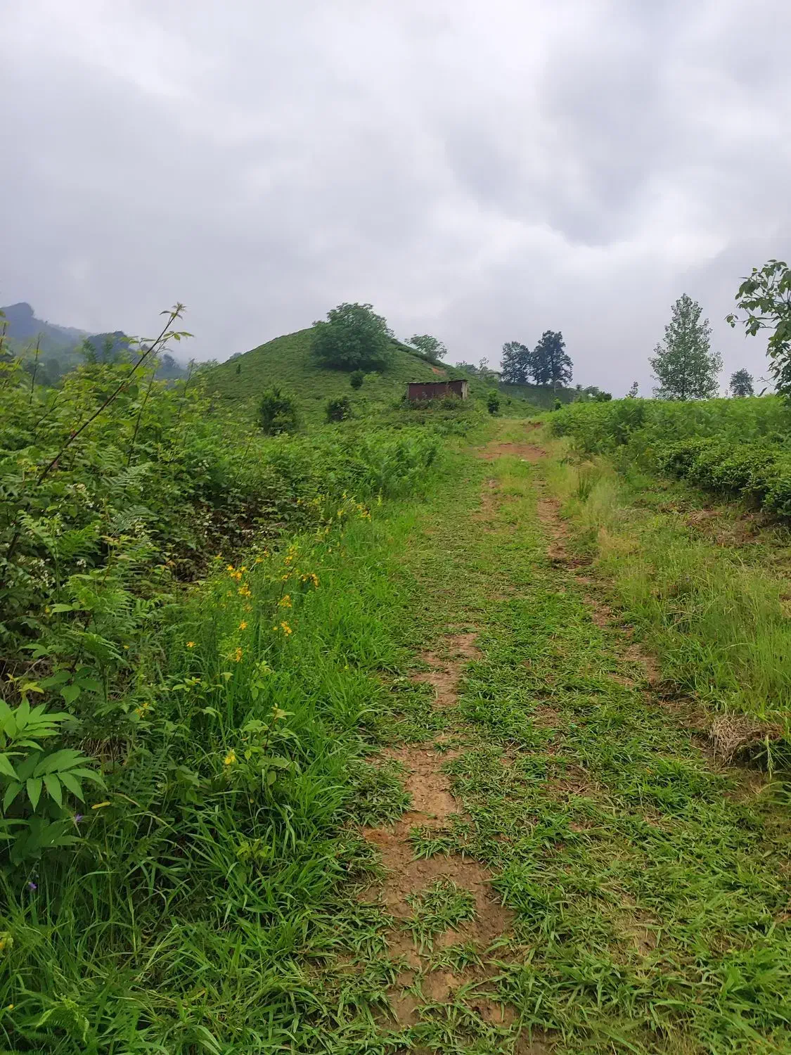 زمین در سطلسر لاهیجان|فروش زمین و ملک کلنگی|لاهیجان, لیل|دیوار