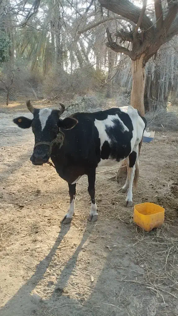 گاو ماده|حیوانات مزرعه|میناب, |دیوار