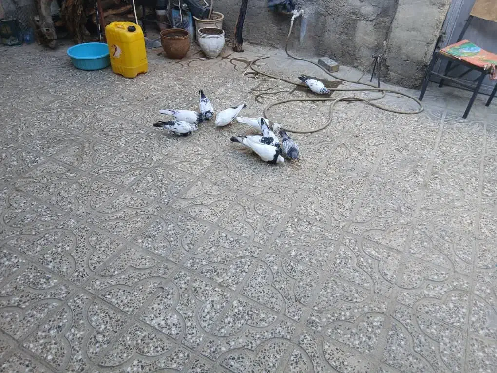 کبوتر فروشی|پرنده|آبدانان, |دیوار