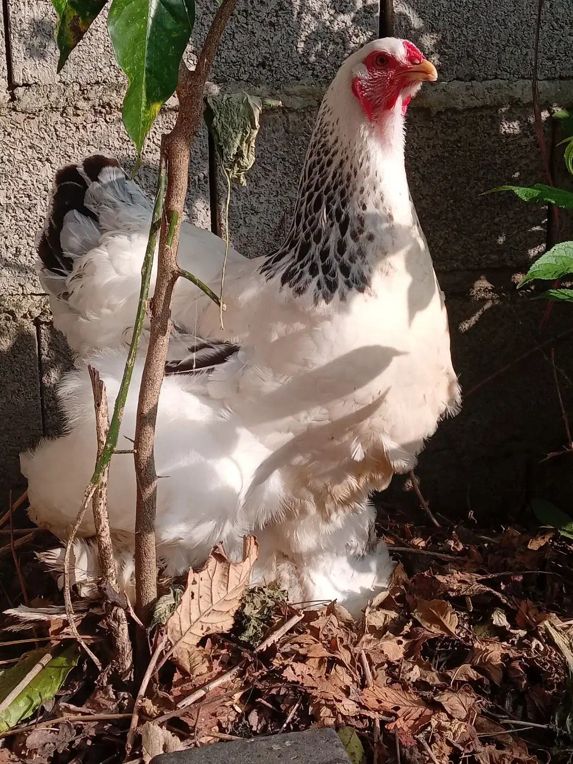 تخم برهما لایت رومانی|حیوانات مزرعه|رشت, جانبازان|دیوار