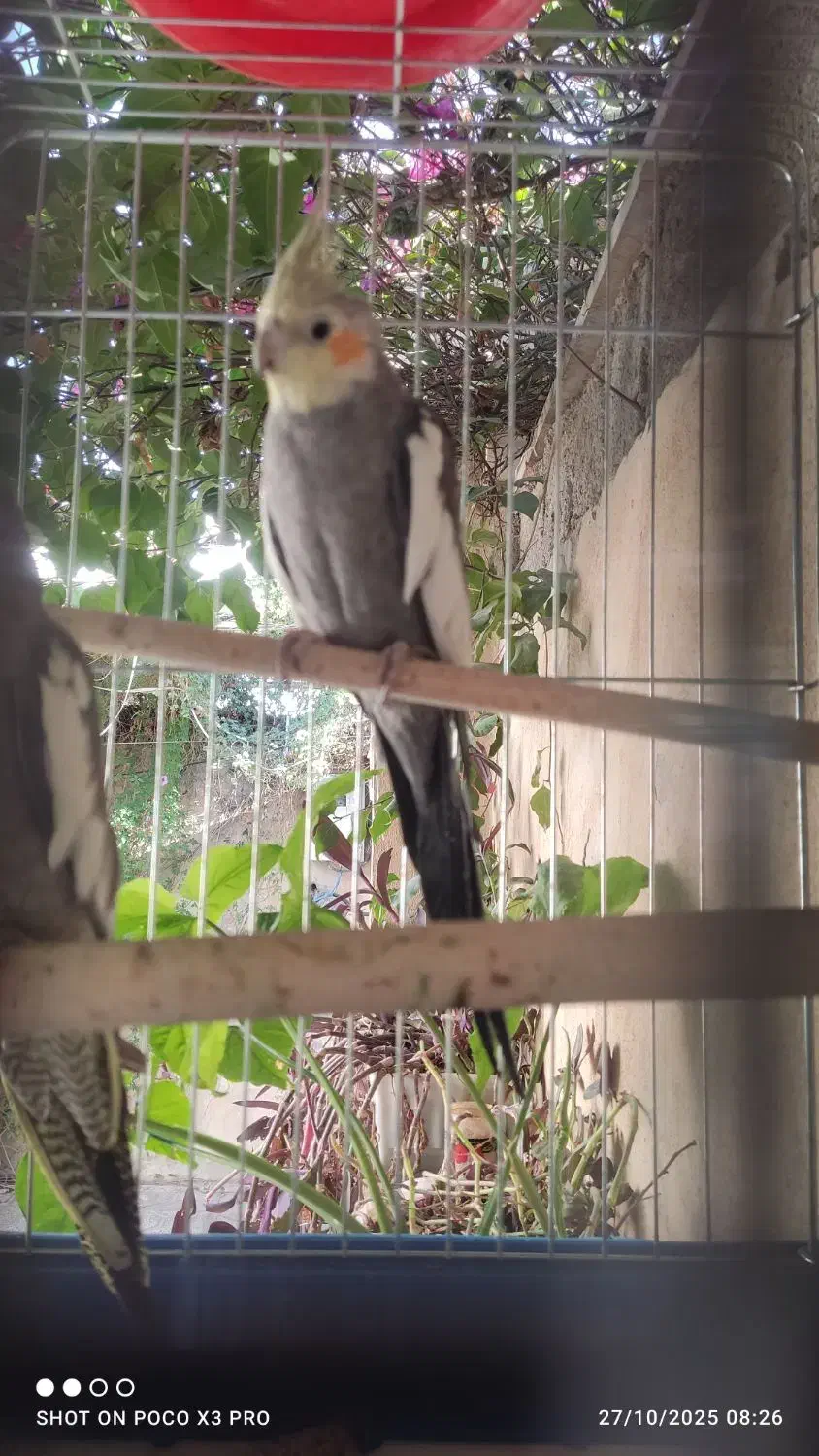 عروس هلندی بشرط مولد بودن|پرنده|آبدانان, |دیوار