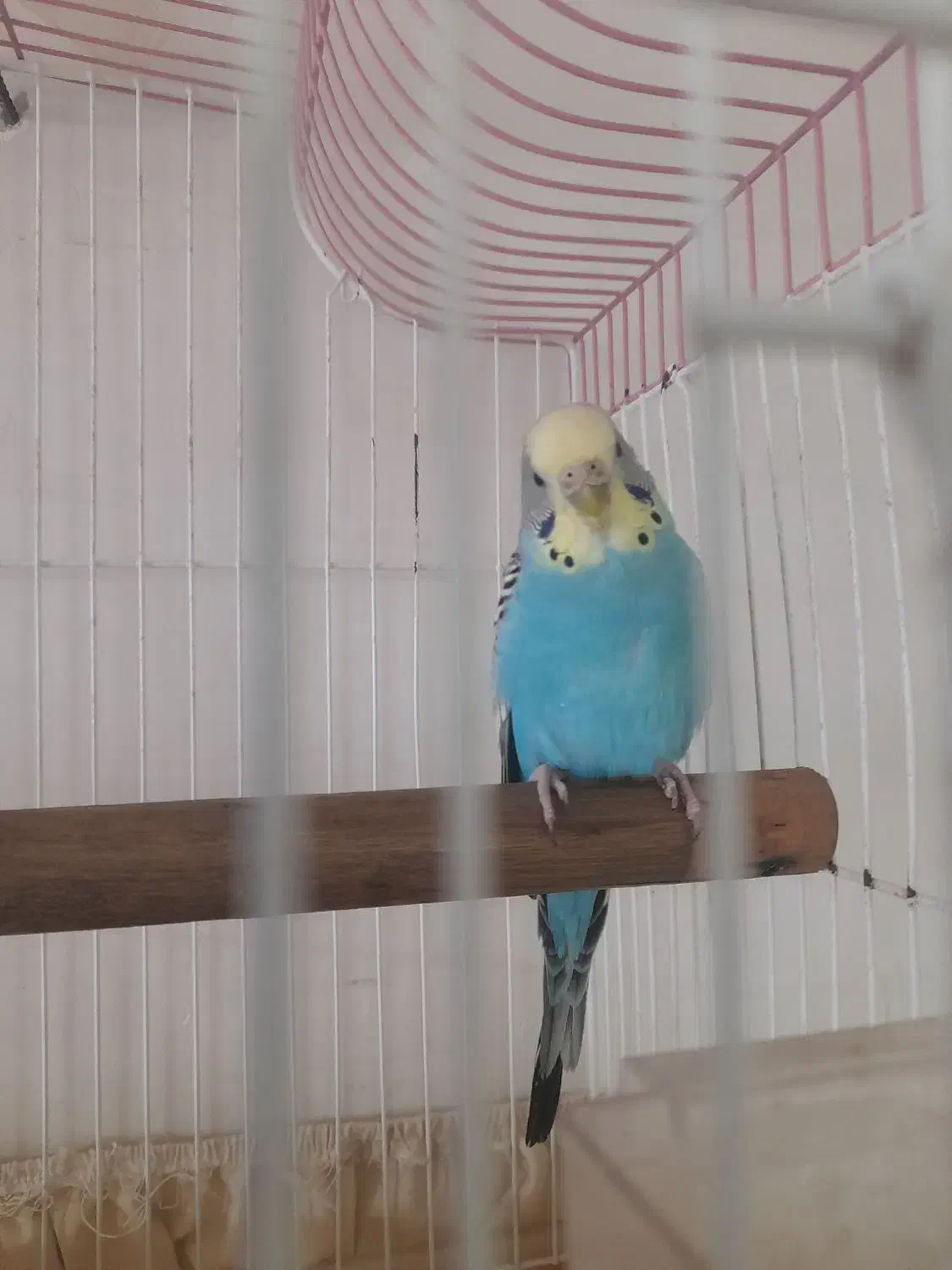 یک عدد مرغ عشق نر فروشی|پرنده|اردبیل, |دیوار