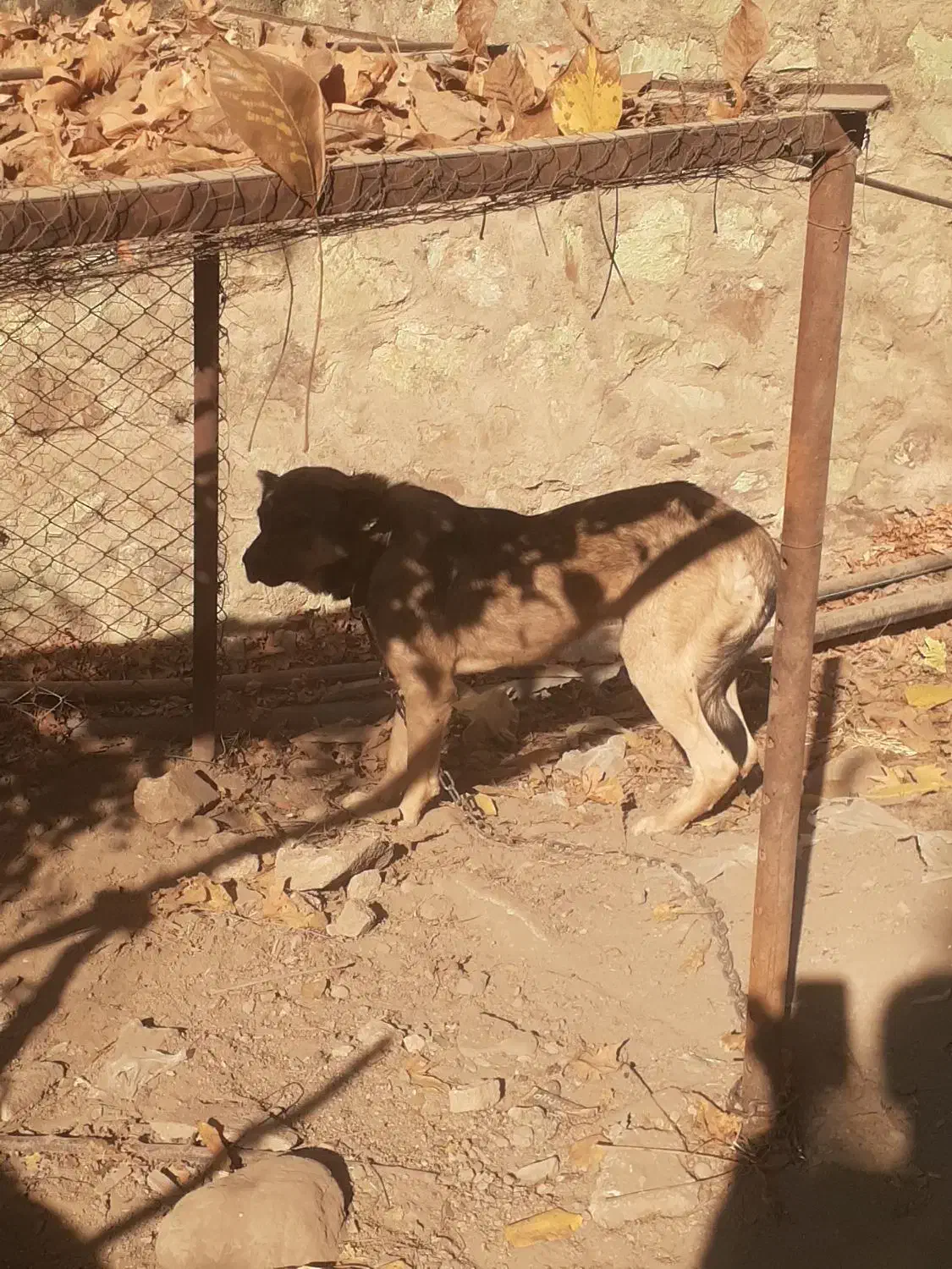 سگ عراقی|سگ|کوهسار (البرز), |دیوار