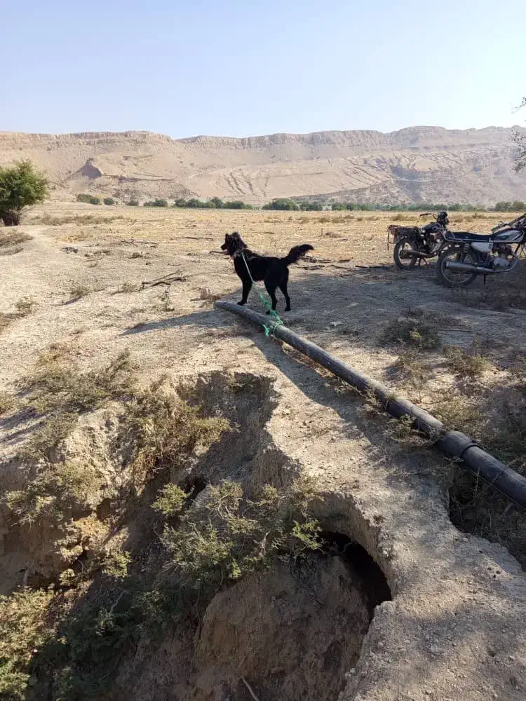 نلیطز|سگ|بهبهان, |دیوار