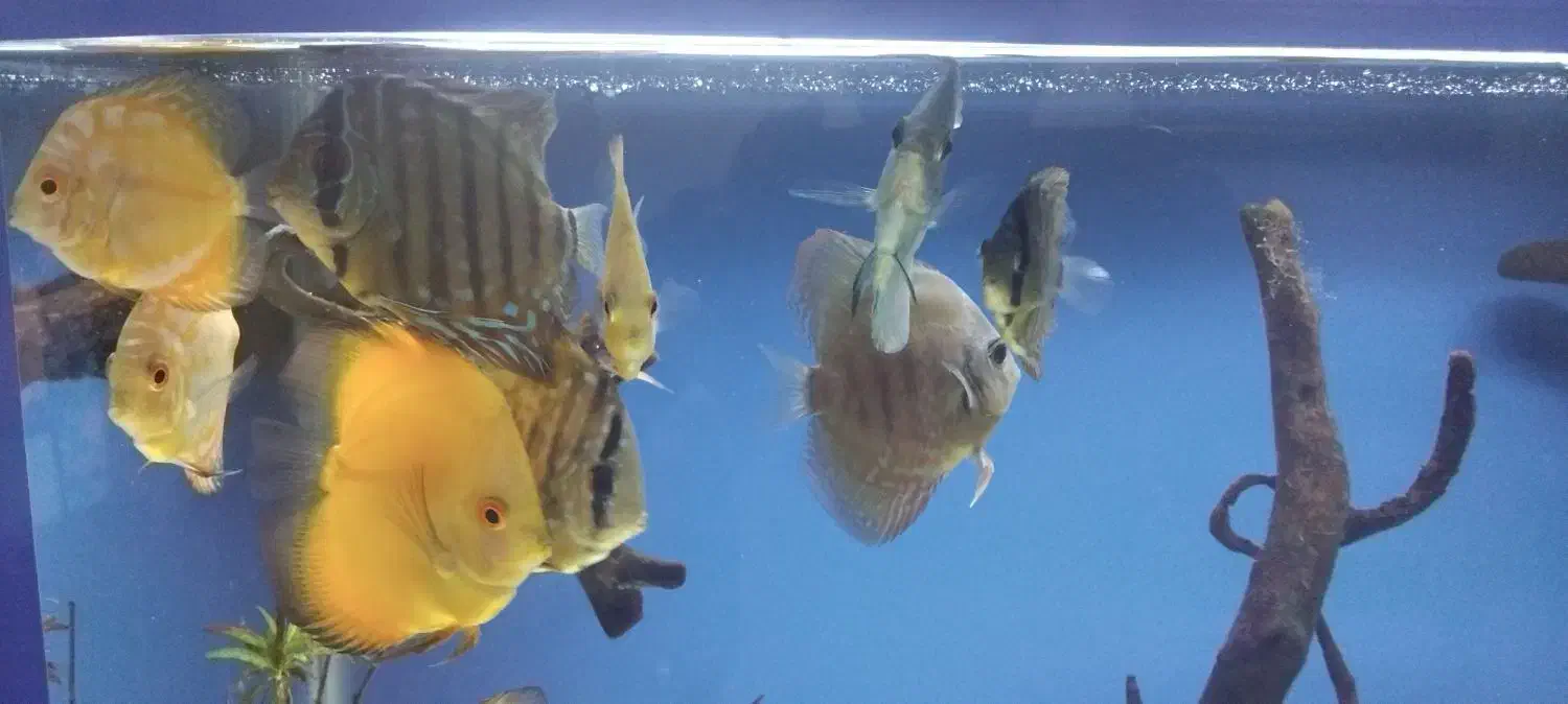 اکواریوم دیسکس|ماهی|بروجرد, |دیوار