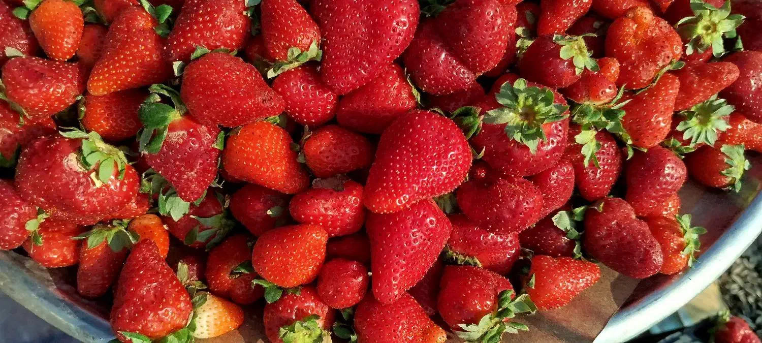 شریک و سرمایه برای بساط میوه|فعالیت داوطلبانه|مشهد, شهرک رازی (شهرک غرب)|دیوار