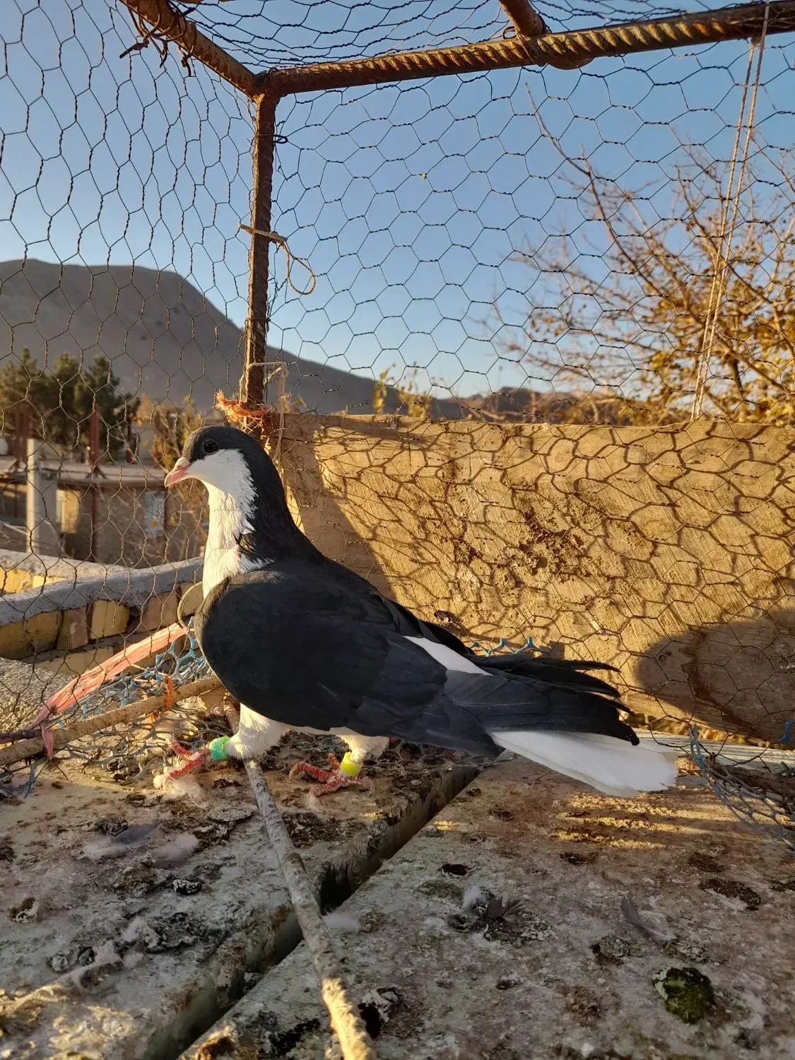 کبوتر ساده|پرنده|میان ولایت, |دیوار